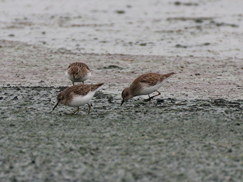 Least Sandpipers 011709.jpg